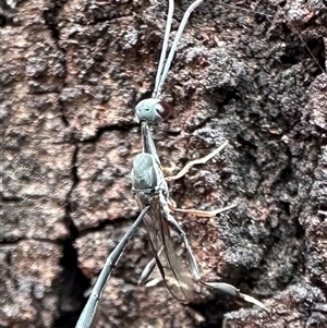 Gasteruption sp. (genus) at Ainslie, ACT - 13 Nov 2024 10:34 AM