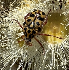 Neorrhina punctata (Spotted flower chafer) at Balgowlah Heights, NSW - 10 Nov 2024 by Pirom