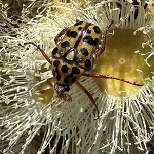 Neorrhina punctata (Spotted flower chafer) at Balgowlah Heights, NSW by Pirom