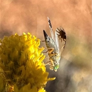 Trupanea (genus) at Ainslie, ACT - 8 Nov 2024