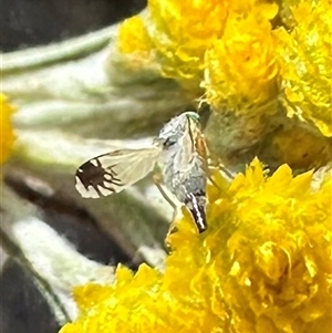 Trupanea (genus) at Ainslie, ACT - 8 Nov 2024