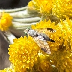 Trupanea (genus) at Ainslie, ACT - 8 Nov 2024