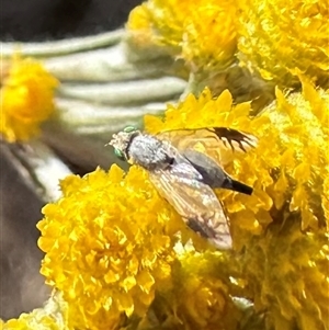 Trupanea (genus) at Ainslie, ACT - 8 Nov 2024 05:48 PM