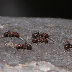 Papyrius sp. (genus) (A Coconut Ant) at Acton, ACT - 13 Nov 2024 by TimL