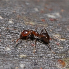 Papyrius sp. (genus) at Acton, ACT - 13 Nov 2024