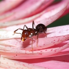 Papyrius sp. (genus) (A Coconut Ant) at Acton, ACT - 13 Nov 2024 by TimL