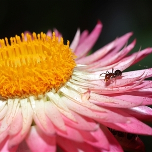 Papyrius sp. (genus) at Acton, ACT - suppressed