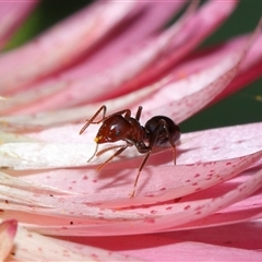 Papyrius sp. (genus) at Acton, ACT - suppressed