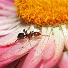 Papyrius sp. (genus) at Acton, ACT - suppressed