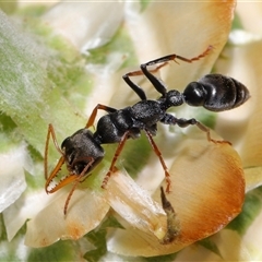 Myrmecia sp., pilosula-group at Acton, ACT - 13 Nov 2024 10:36 AM