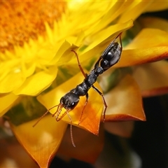 Myrmecia sp., pilosula-group at Acton, ACT - 13 Nov 2024