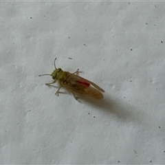 Psyllidae sp. (family) (Unidentified psyllid or lerp insect) at Aranda, ACT - 13 Nov 2024 by Jubeyjubes