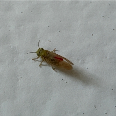 Psyllidae sp. (family) (Unidentified psyllid or lerp insect) at Aranda, ACT - 14 Nov 2024 by Jubeyjubes