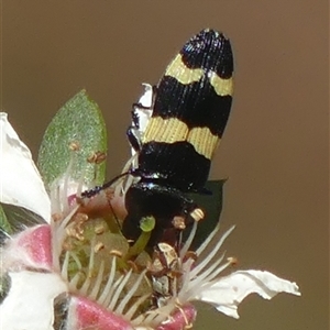 Castiarina bifasciata at Colo Vale, NSW by Curiosity