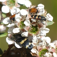 Castiarina bifasciata at Colo Vale, NSW - suppressed