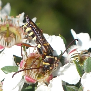 Hesthesis montana at Colo Vale, NSW by Curiosity