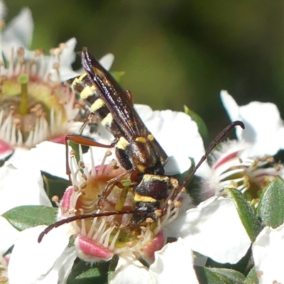 Hesthesis montana (A wasp mimic longhorn beetle) at Colo Vale, NSW - 10 Nov 2024 by Curiosity