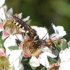 Hesthesis montana at Colo Vale, NSW - suppressed