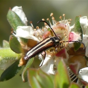 Trichomesia newmani at Colo Vale, NSW by Curiosity