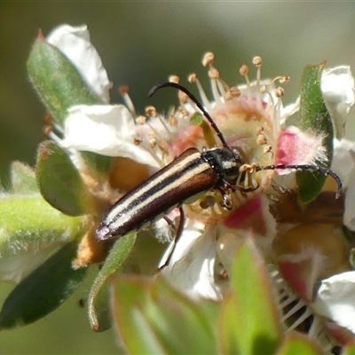 Trichomesia newmani at Colo Vale, NSW - 9 Nov 2024 by Curiosity