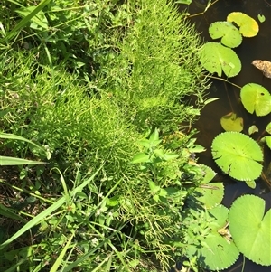 Ceratopteris thalictroides at Parramatta Park, QLD - 2 Nov 2024