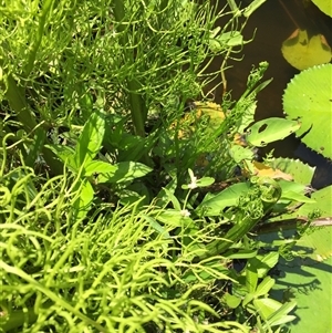 Ceratopteris thalictroides at Parramatta Park, QLD - 2 Nov 2024 01:41 PM