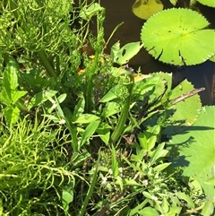 Ceratopteris thalictroides at Parramatta Park, QLD - 2 Nov 2024 01:41 PM