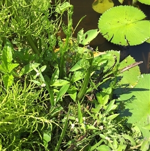 Ceratopteris thalictroides at Parramatta Park, QLD - 2 Nov 2024