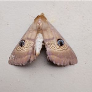 Dasypodia selenophora at Jamberoo, NSW by plants