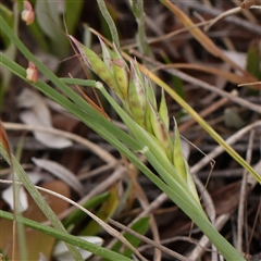 Rytidosperma sp. (Wallaby Grass) at Gundaroo, NSW - 10 Nov 2024 by ConBoekel