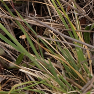 Rytidosperma sp. at Gundaroo, NSW - 11 Nov 2024