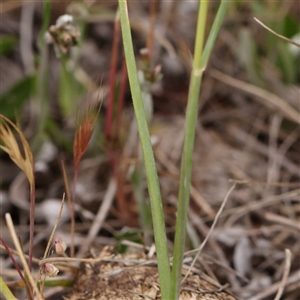 Rytidosperma sp. at Gundaroo, NSW - 11 Nov 2024