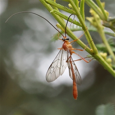 Dicamptus fuscicornis (Ichneumon wasp) at Gundaroo, NSW - 11 Nov 2024 by ConBoekel