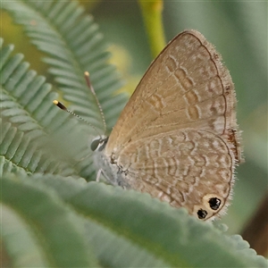 Nacaduba biocellata at Gundaroo, NSW - 11 Nov 2024