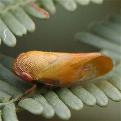 Unidentified Leafhopper or planthopper (Hemiptera, several families) at Gundaroo, NSW - 10 Nov 2024 by ConBoekel