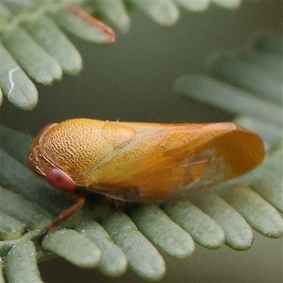 Pectinariophyes stalii (Tube Spittlebug) at Gundaroo, NSW - 11 Nov 2024 by ConBoekel