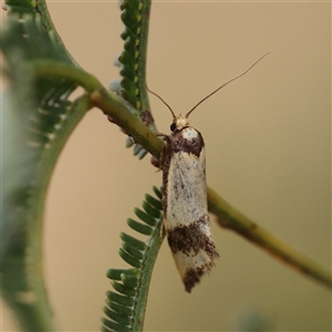 Olbonoma triptycha at Gundaroo, NSW - 11 Nov 2024