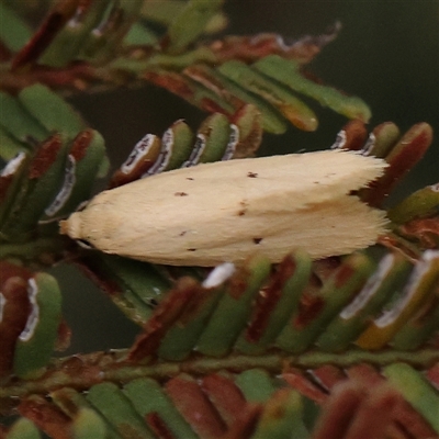 Atalopsis heniocha (A concealer moth) at Gundaroo, NSW - 10 Nov 2024 by ConBoekel