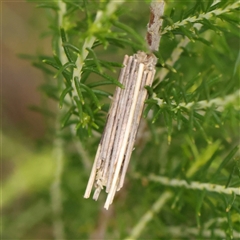 Psychidae IMMATURE (Unidentified Case moth or Bagworm) (A Case moth) at Gundaroo, NSW - 10 Nov 2024 by ConBoekel