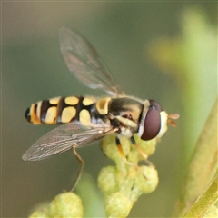 Simosyrphus grandicornis (Common hover fly) at Gundaroo, NSW - 11 Nov 2024 by ConBoekel