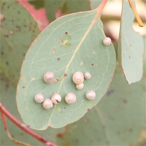 Unidentified Unidentified Insect Gall at Gundaroo, NSW by ConBoekel