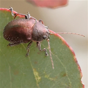 Edusella sp. (genus) at Gundaroo, NSW - 11 Nov 2024