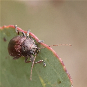 Edusella sp. (genus) at Gundaroo, NSW - 11 Nov 2024