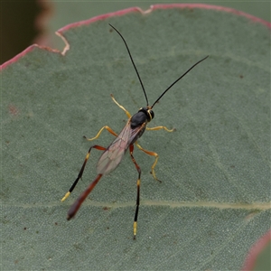 Heteropelma scaposum at Gundaroo, NSW - 11 Nov 2024