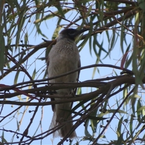 Philemon citreogularis at Dunlop, ACT - 13 Nov 2024