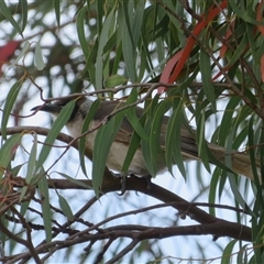 Philemon citreogularis at Dunlop, ACT - 13 Nov 2024 06:13 PM