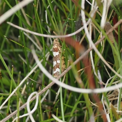 Subfurcatana subfurcatana (A Tortricid moth) at Booth, ACT - 11 Nov 2024 by RAllen