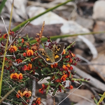 Trapezites phigalia (Heath Ochre) at Booth, ACT - 11 Nov 2024 by RAllen