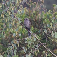 Anthochaera chrysoptera (Little Wattlebird) at Devonport, TAS - 6 Nov 2024 by LyndalT