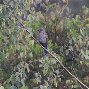 Anthochaera chrysoptera (Little Wattlebird) at Devonport, TAS by LyndalT